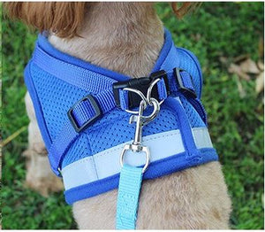 Dog pack - bowl, collar, lead, rubber treat ball & toy
